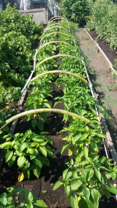 Продам дачу в с/о Борки