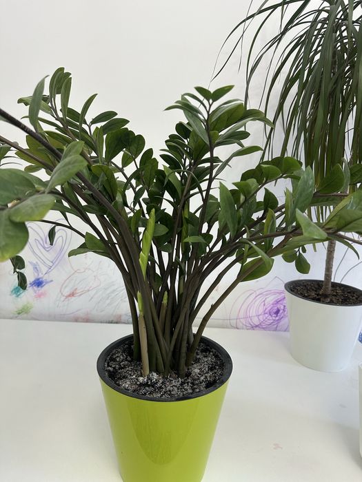 Продам комнатные цветы