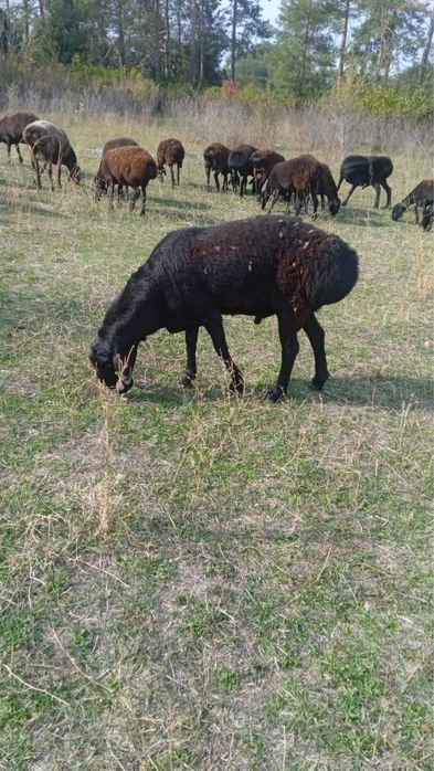 Продам баранов