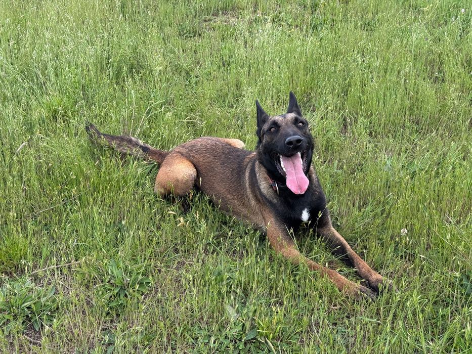 Femela Ciobănesc Belgian Malinois