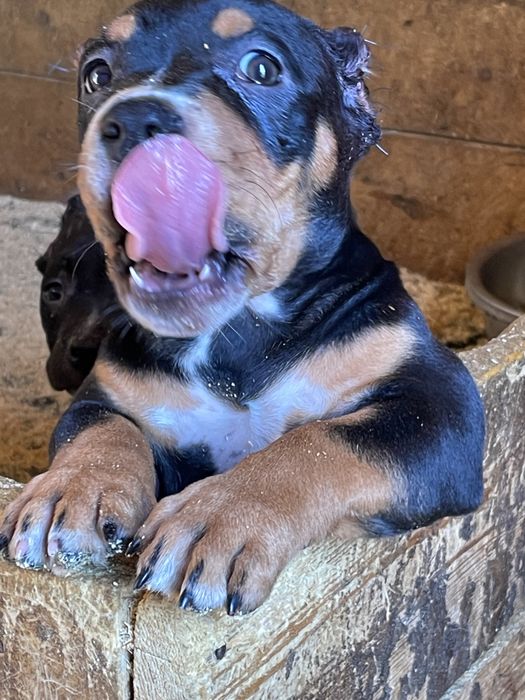 Американский булли