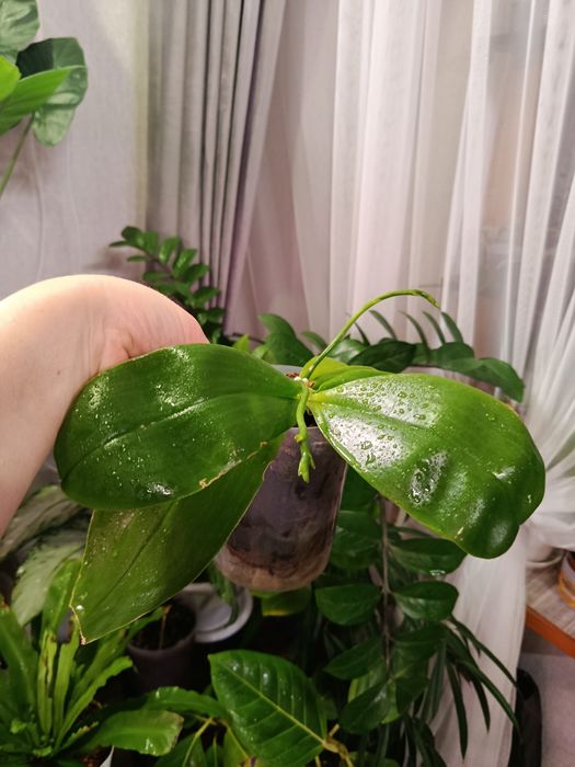 Продам комнатные цветы