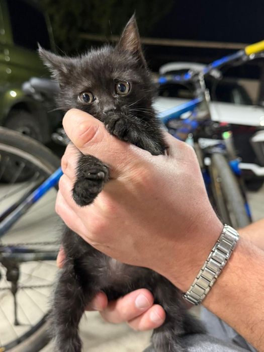 Отдам котенка (мальчика ) в добрые руки