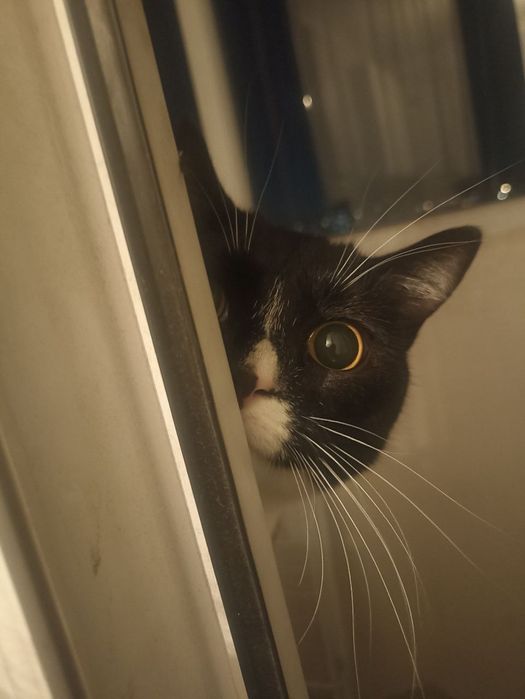 Отдам кошку в добрые руки!