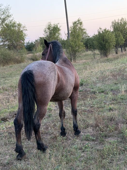 Iapa de vanzare - 8 ani