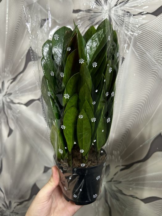 Комнатные  цветы на 8 марта