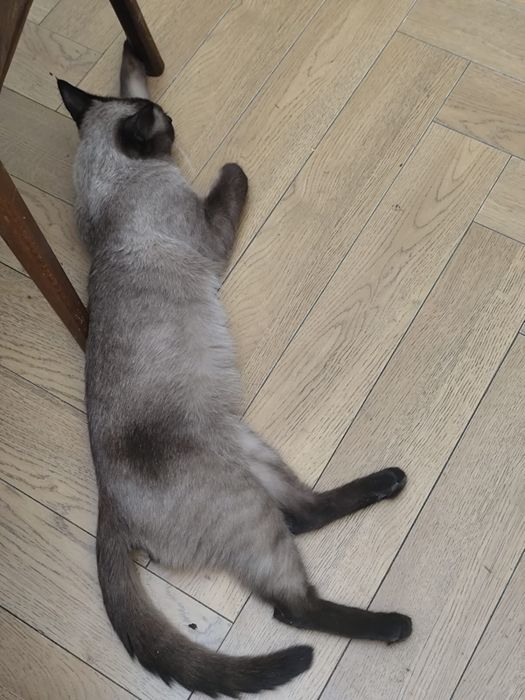 Продаем кота, котенка . Сиамский .