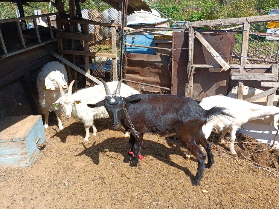 Продам коз молочной породы