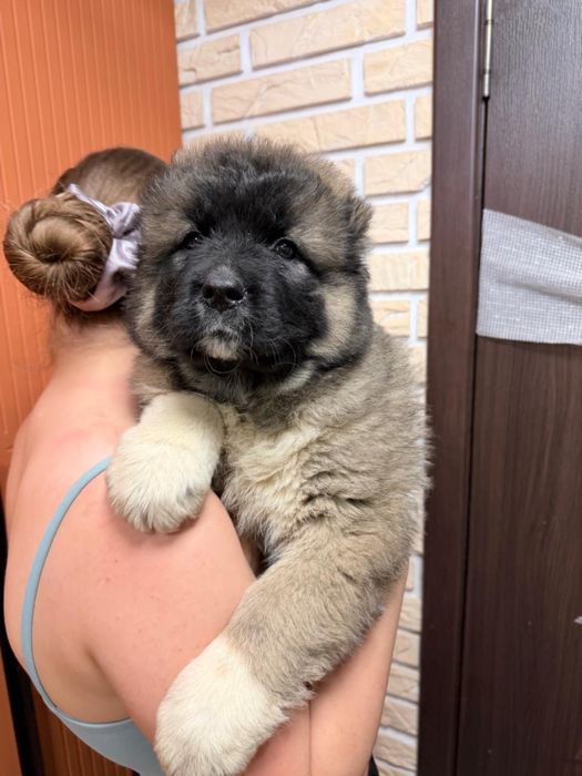 Щенки кавказкой овчарки