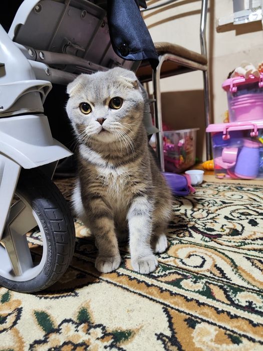 Scottish Fold...