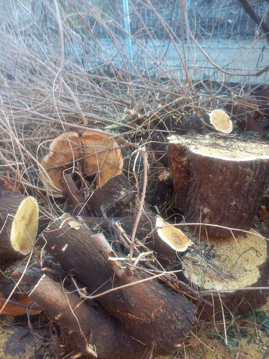 Драва тутовник арех