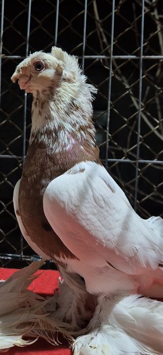 Голуб Капканннннн