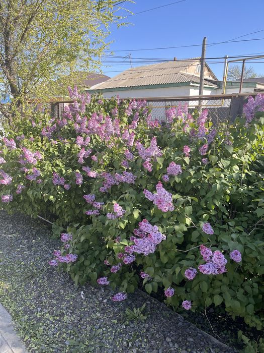 Сирень одна ветка 800тг