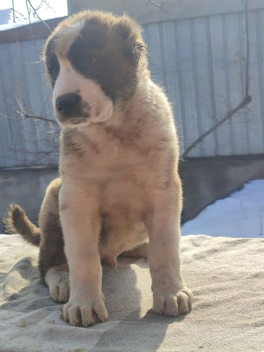 Шикарные породные щенки САО