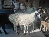 Чорва. соглом қуйлар сотилади