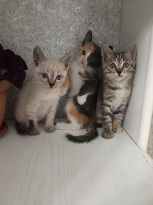Отдам котят в добрые руки