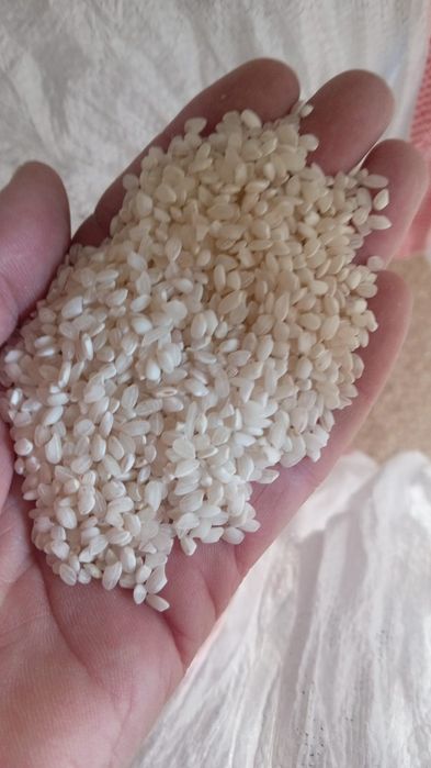 Кенджо рис  оптом  в розницу