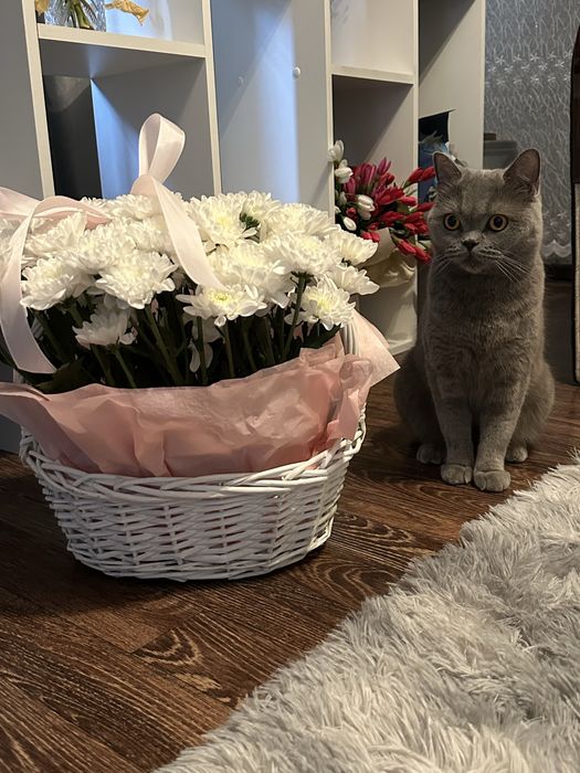Отдам кошку британская
