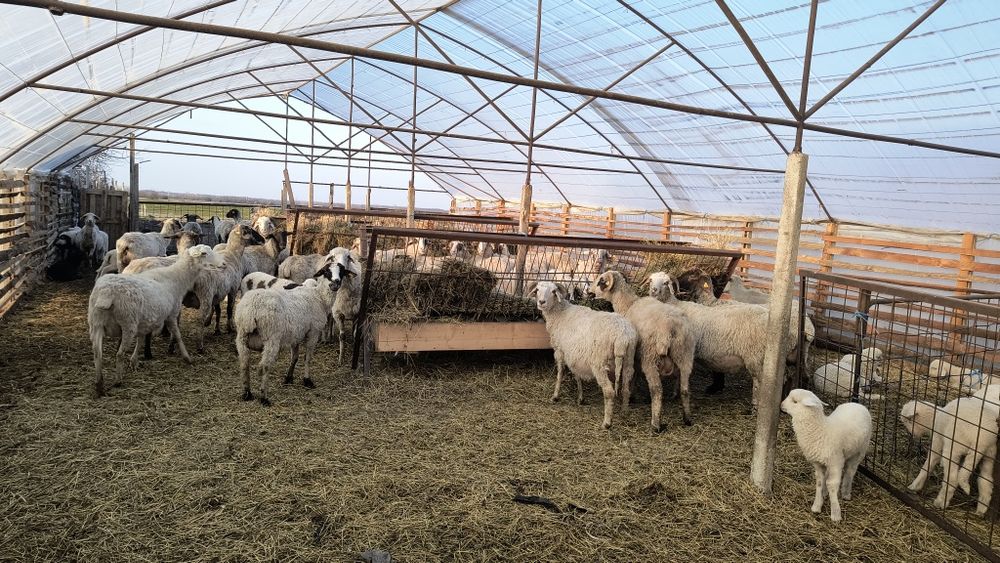 De vânzare oi cu miei