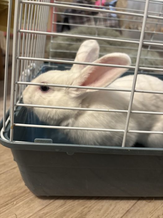 Продам декоративного кролика с клеткой