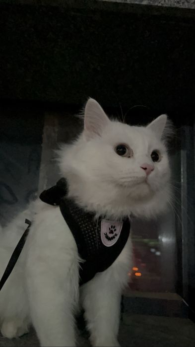 Бесплатно в хорошие руки