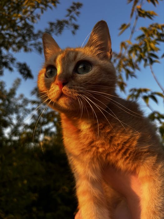 Отдаю кошку бесплатно