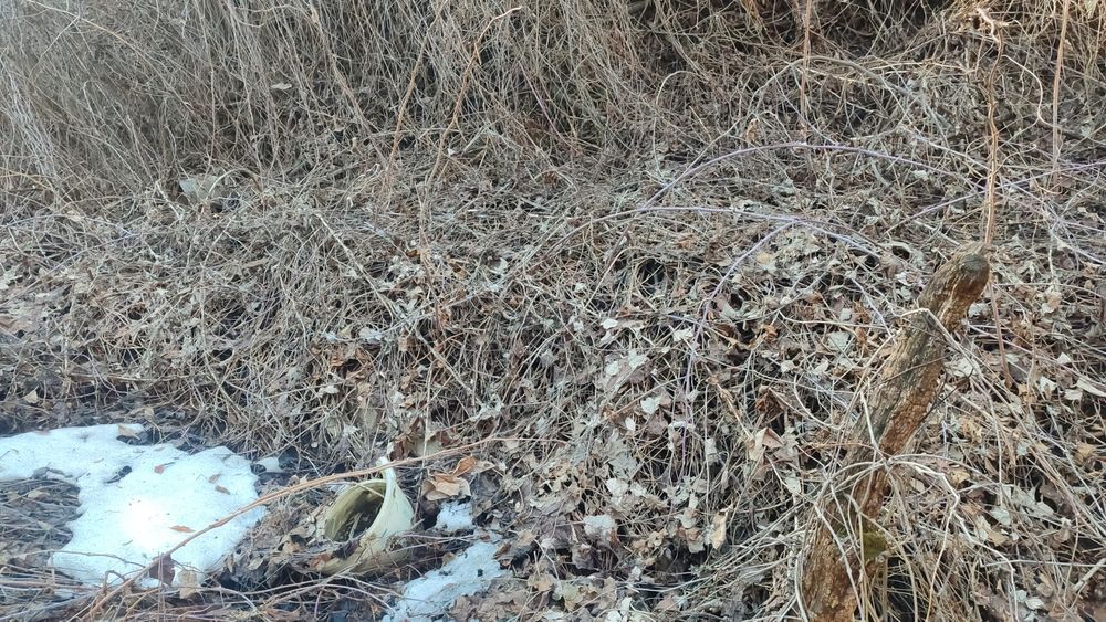 Продам дачу в кенсай