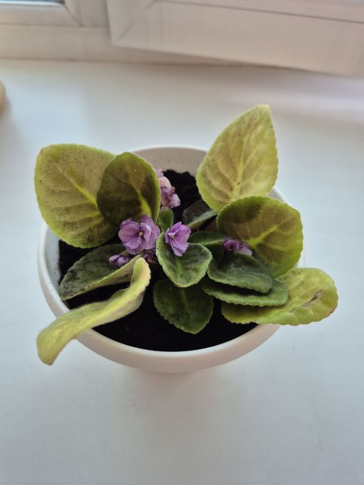 Продам фиалки комнатные