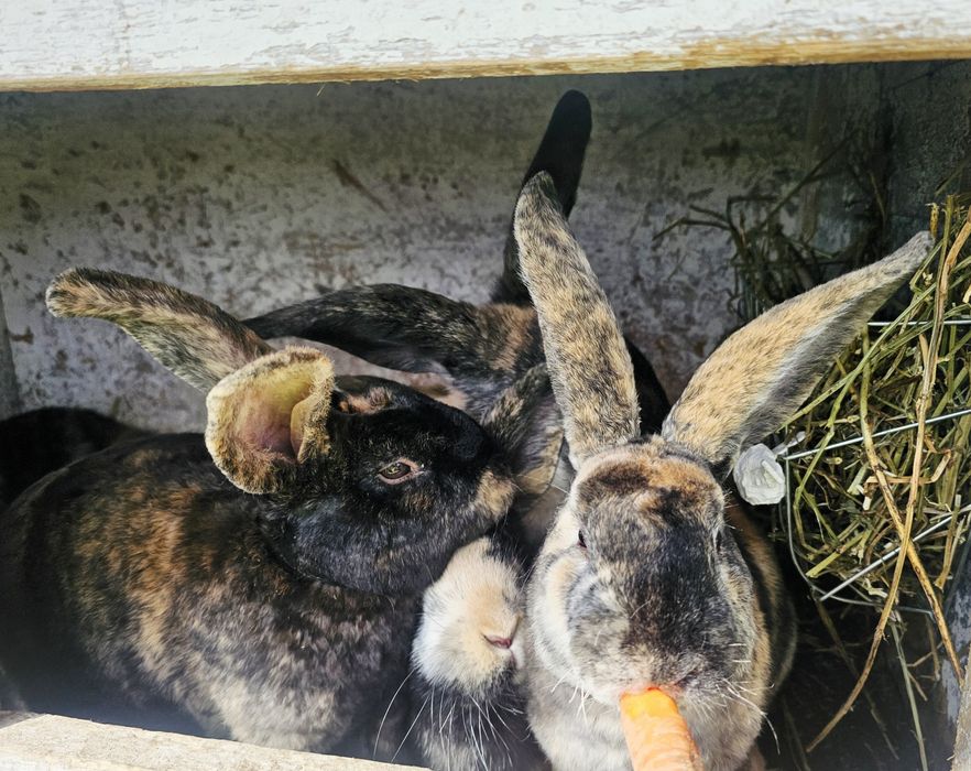 De vânzare:Iepuri 3.5 luni