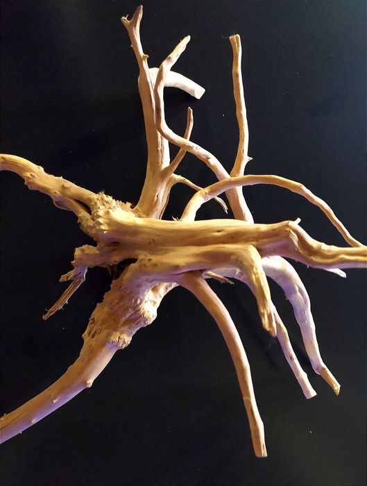 Коряга Ива,  Мангра