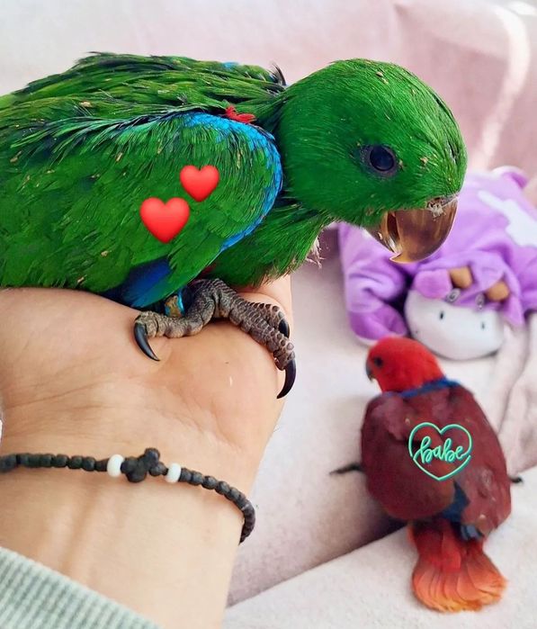 Ръчно хранени папагали Еклектус