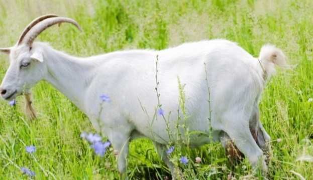 Продаются породистые козы