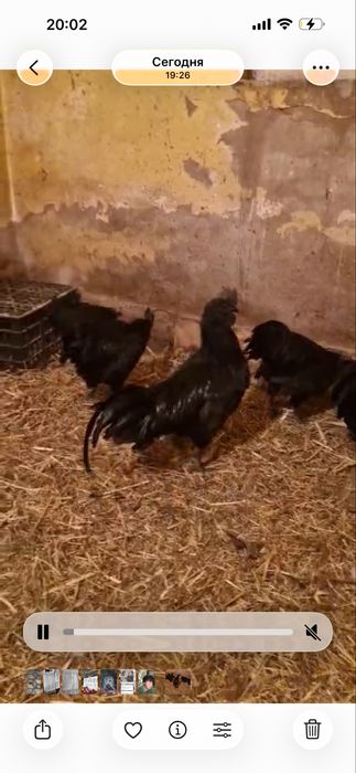 В продаже ухейлюй куры