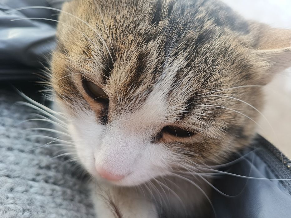 Кот в хорошие руки