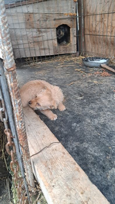 Se donează catelusa.