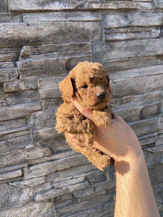 Той Пудрлчета ‘Мини