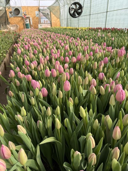 Огромные тюльпаны на 8 марта!