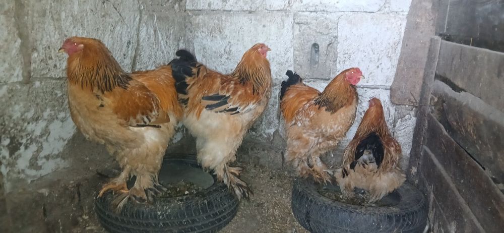 Cocoși gold găini brahma din primăvară