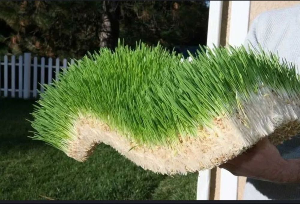 Корм для животных( БУГДОЙ)