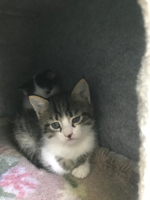 Очаровательные котята в дом!