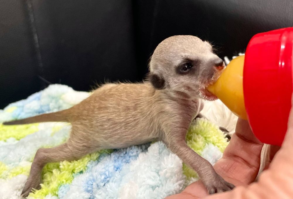 Сурикаты малыши. Ручной выкорм.