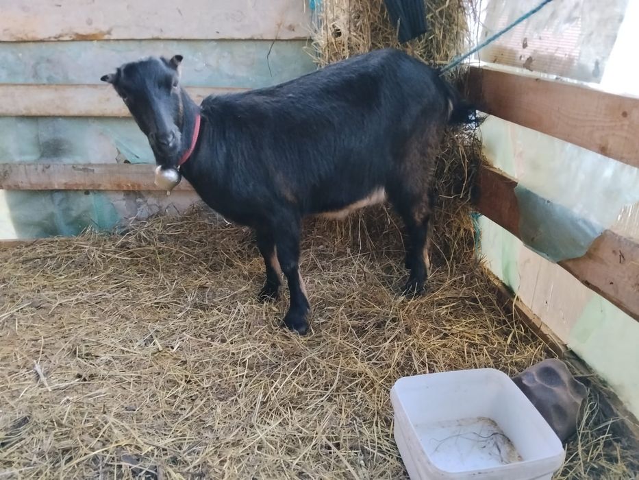 Vand  capre fătate,gestante si un țap .