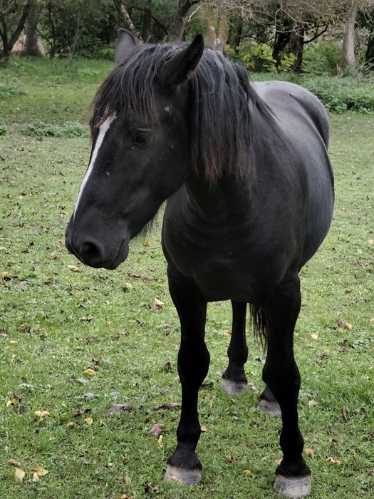 Vând mânz de 2 anii metis de frizian