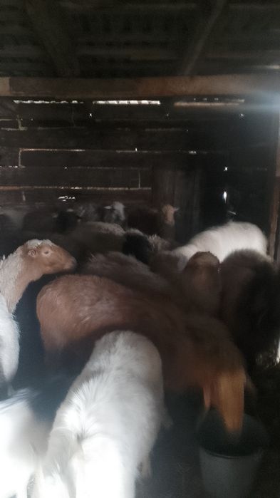 Продам овечек и коз