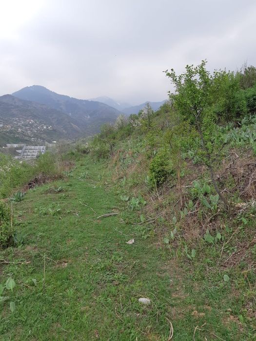 продам  сад срочно