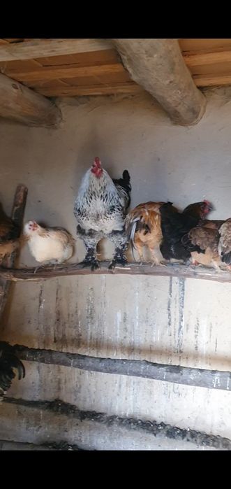 Инкубационный яиц