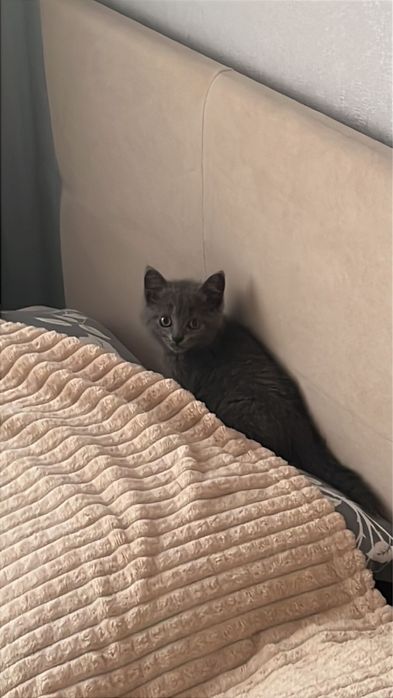 Продается 2мес шатландский кошка