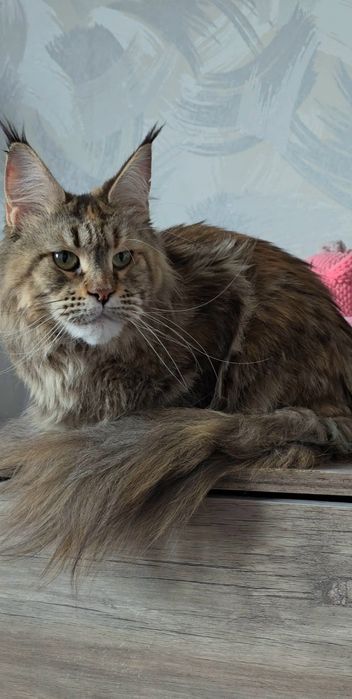 Мейн-кун кошечка