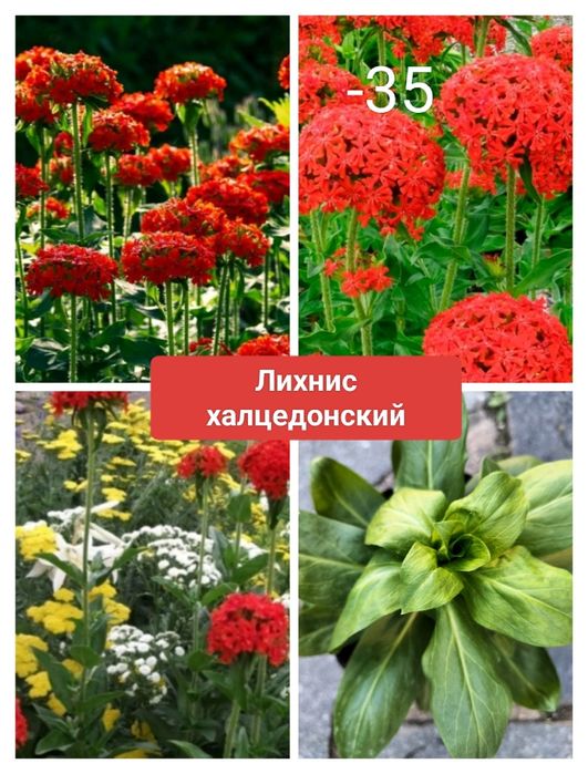 Саженцы многолетних растений.