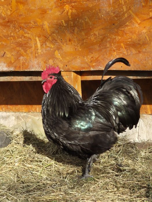 Cocos Australorp
